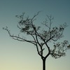 Gradation tree