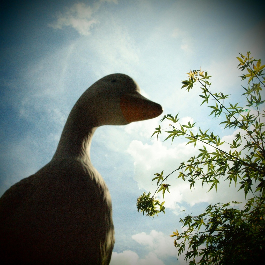 Duck