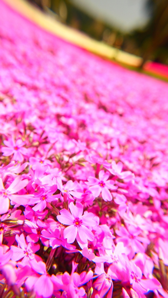 Pink carpet