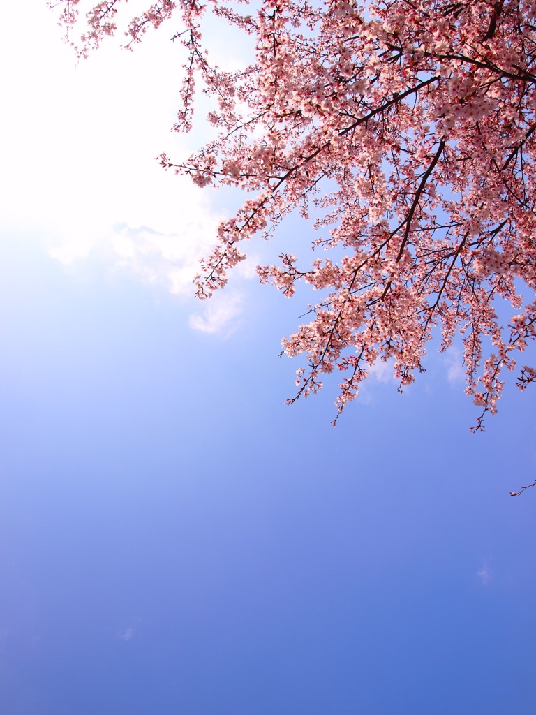 sakura