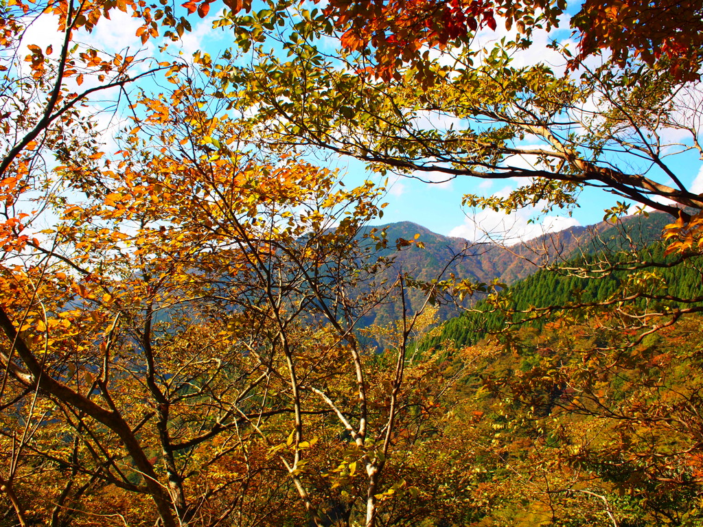 紅葉　鍋割山稜から