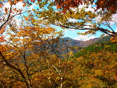 紅葉　鍋割山稜から