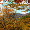 紅葉　鍋割山稜から