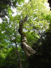 木