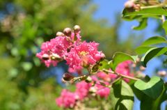 春です、花を撮りに行こう！