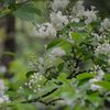 春の花　(　名前は判りません(^_^;)　)
