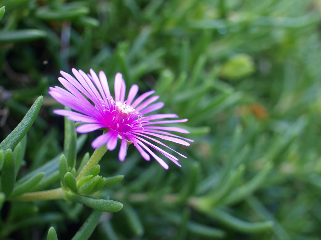 近所の花