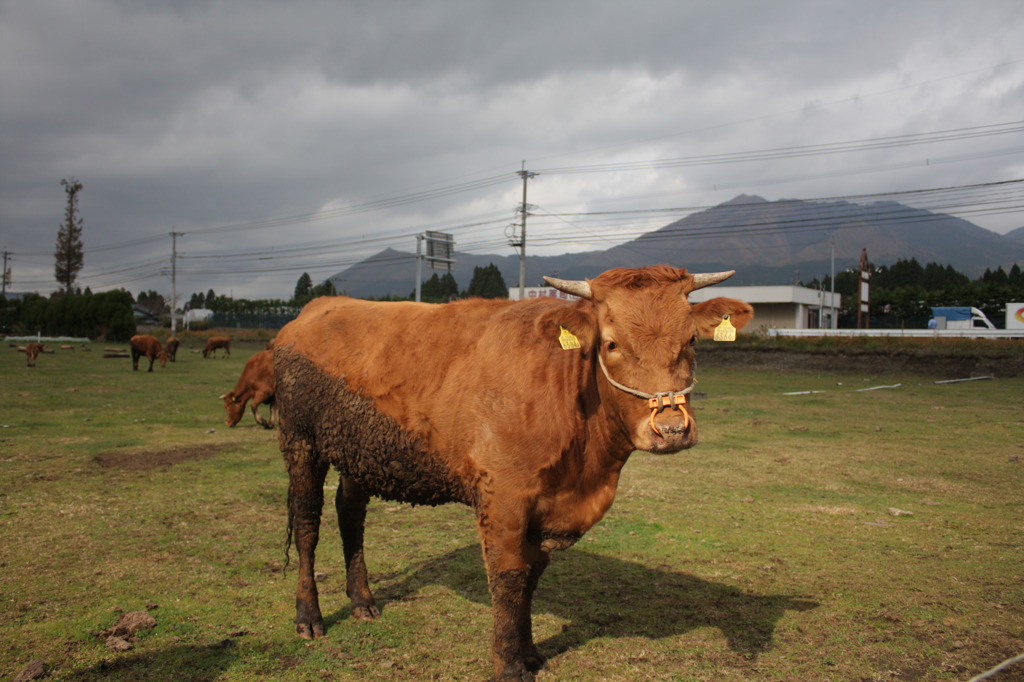 The cow