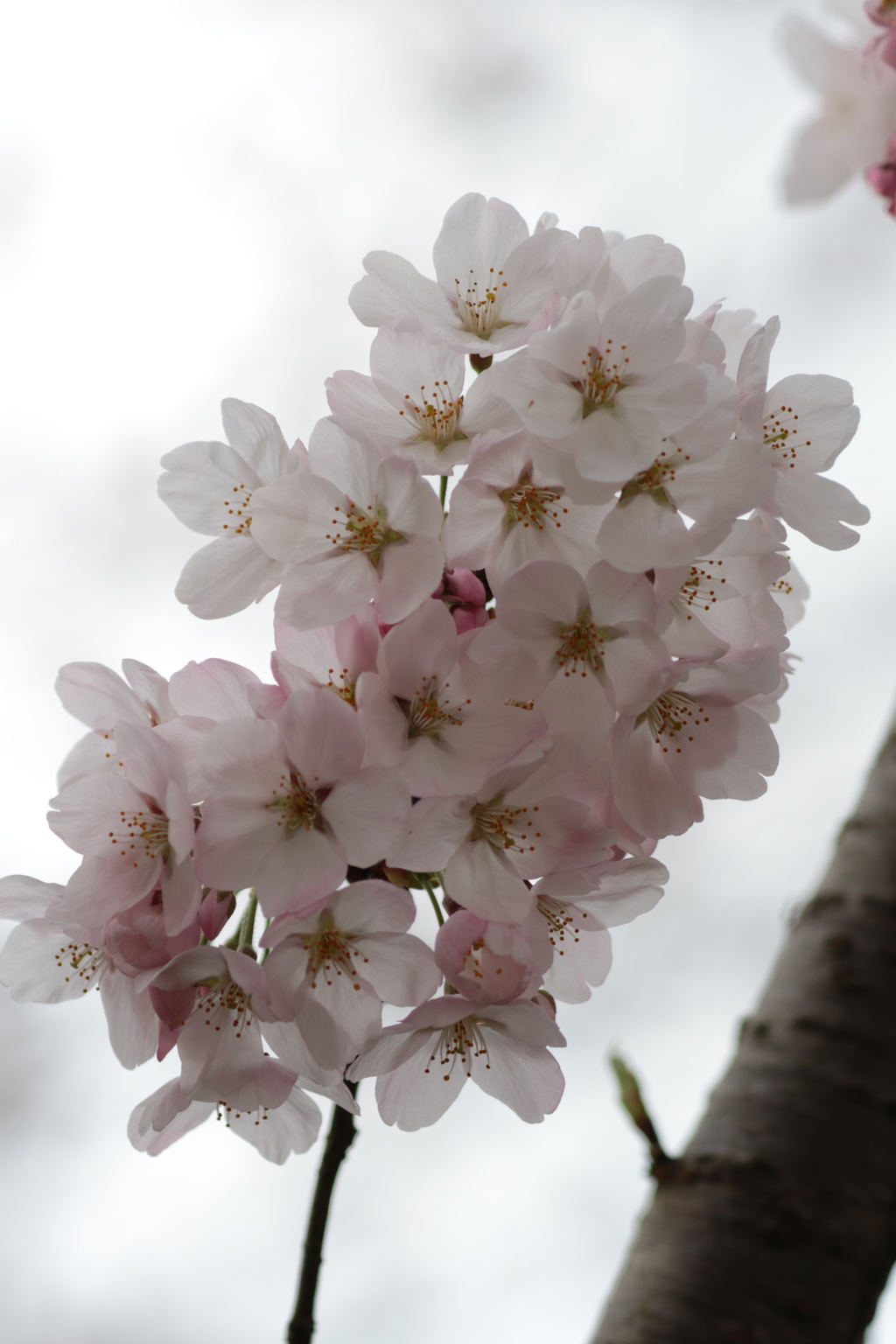 桜房