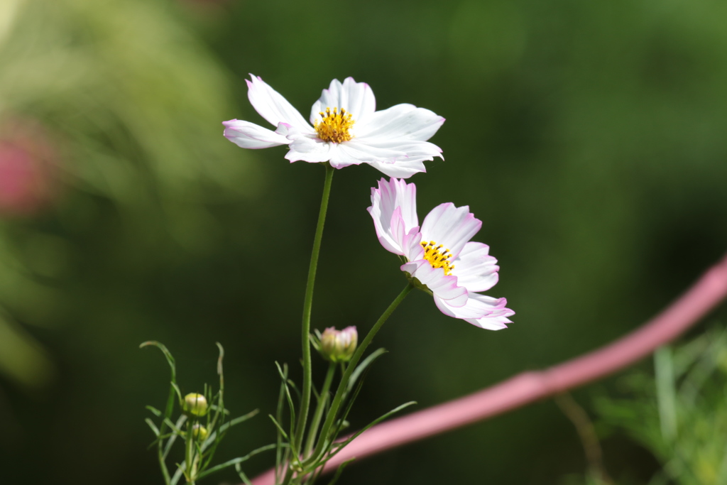 秋桜