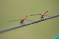 Perfect Dragonfly