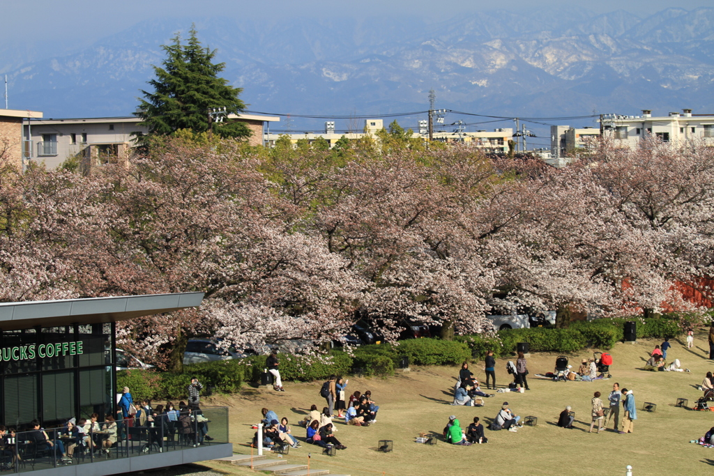 花見客