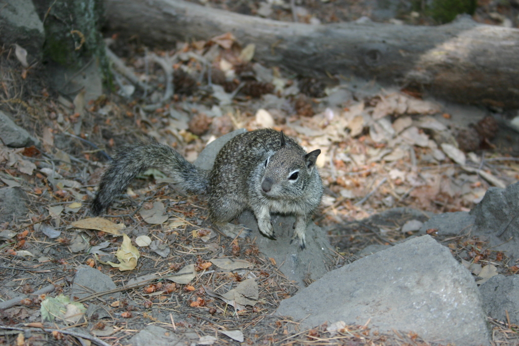 野生のリス