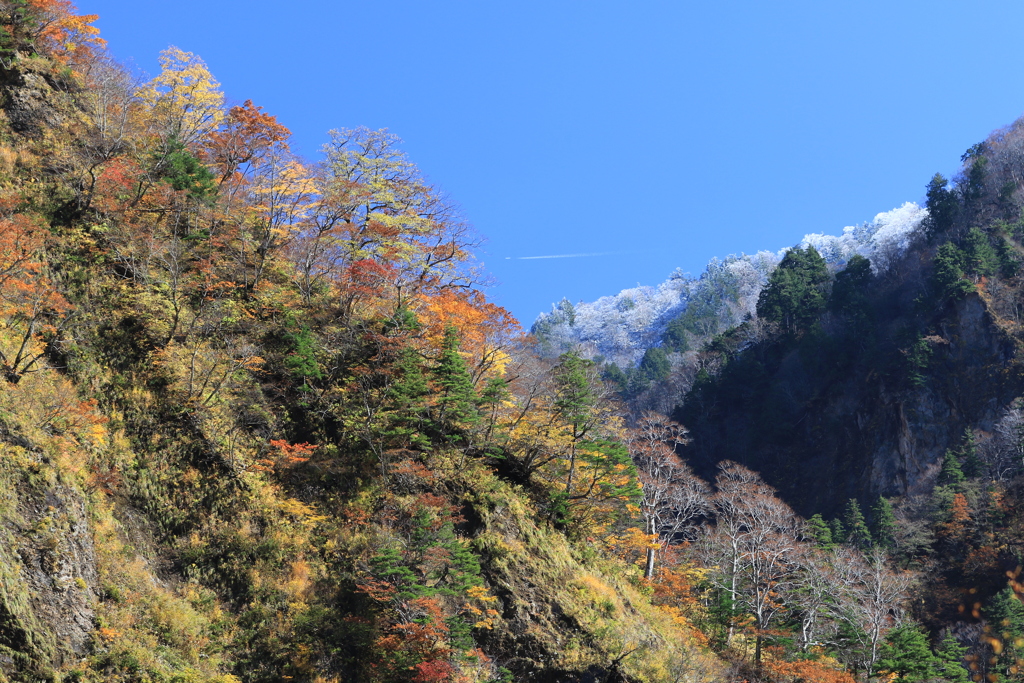 黄紅白