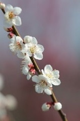 白梅