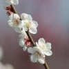 白梅