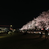夜桜鑑賞
