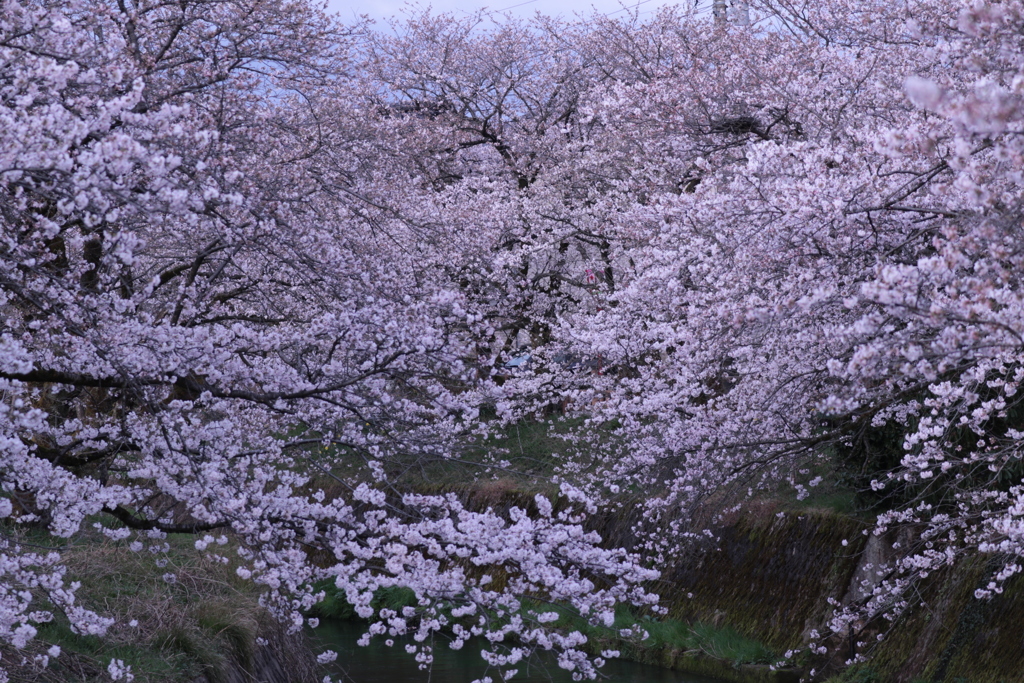 百花繚乱