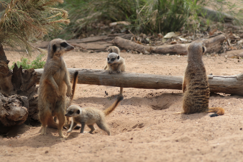 Meerkat