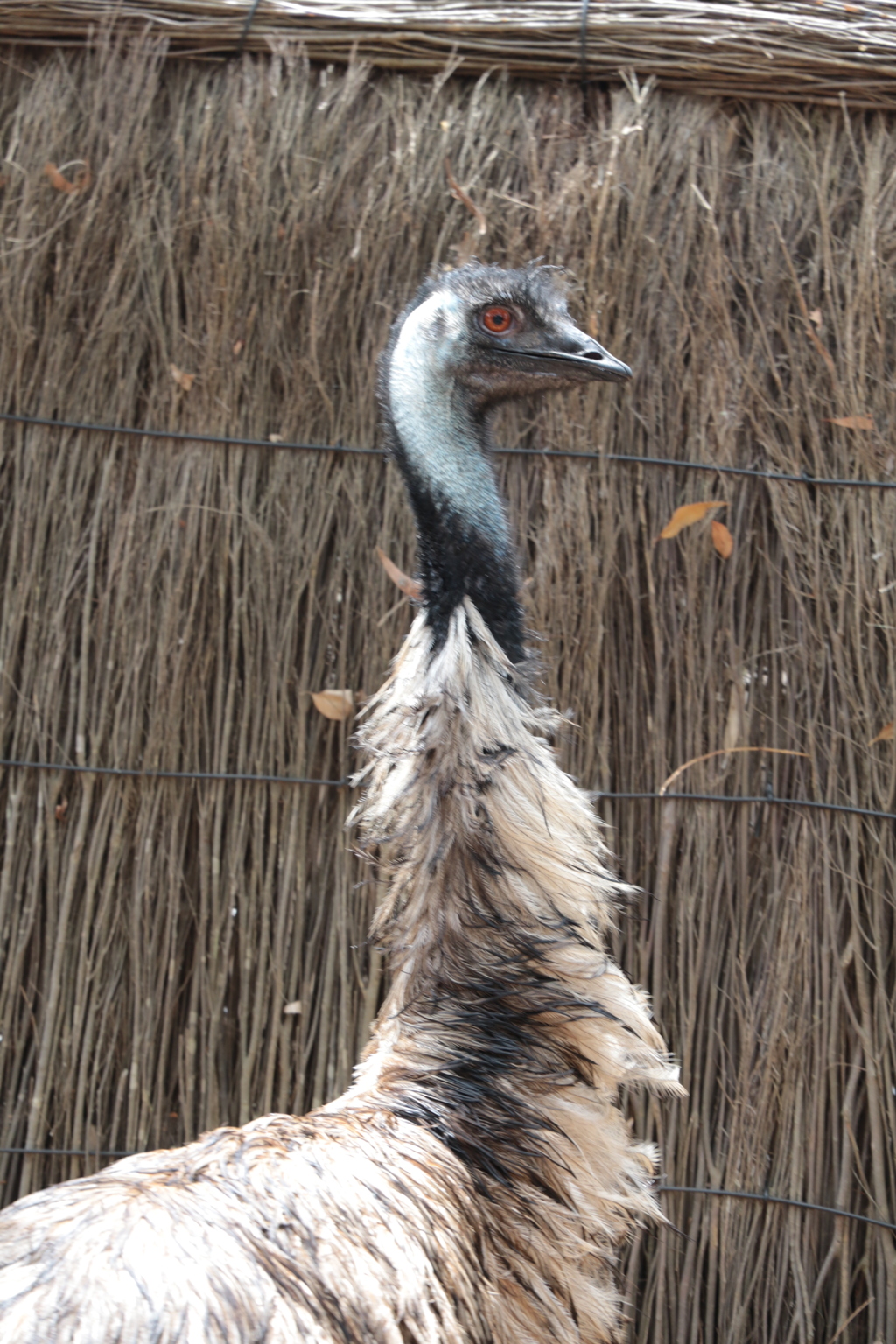 Emu