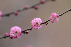 団子三兄弟(懐)