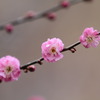 団子三兄弟(懐)