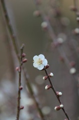 白梅