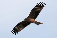 鳶