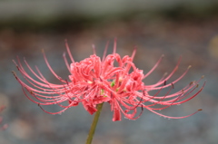 雨上がりの紅