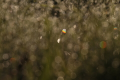 Rainbows