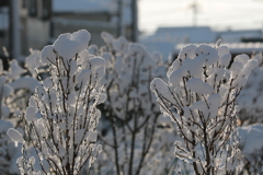 雪化粧