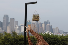 Sydney behind Giraffe