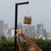 Sydney behind Giraffe