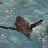 春を泳ぐペンギン