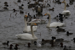 白鳥と鴨