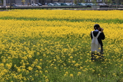 なの花を撮る