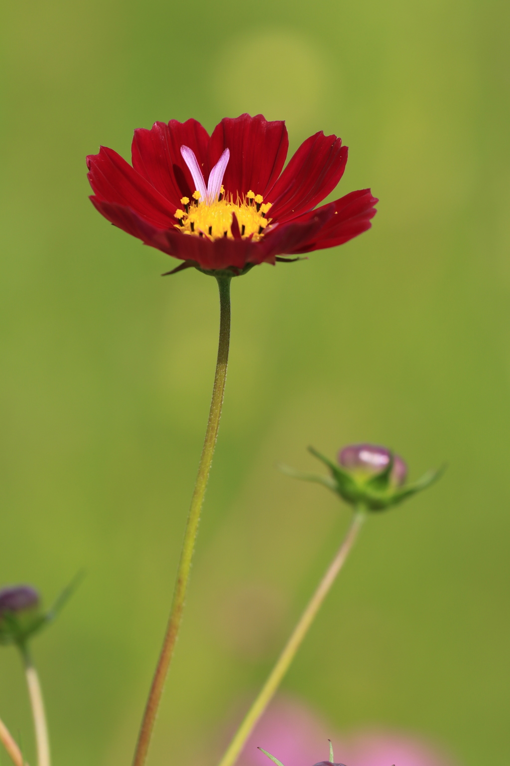 濃紅秋桜