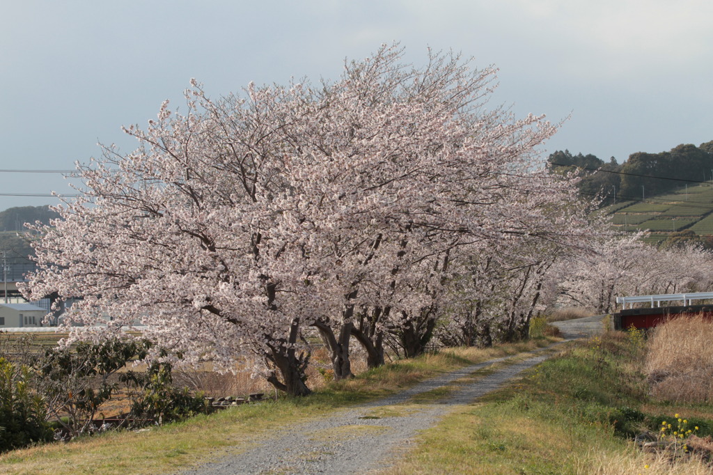 桜並木