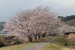 桜並木