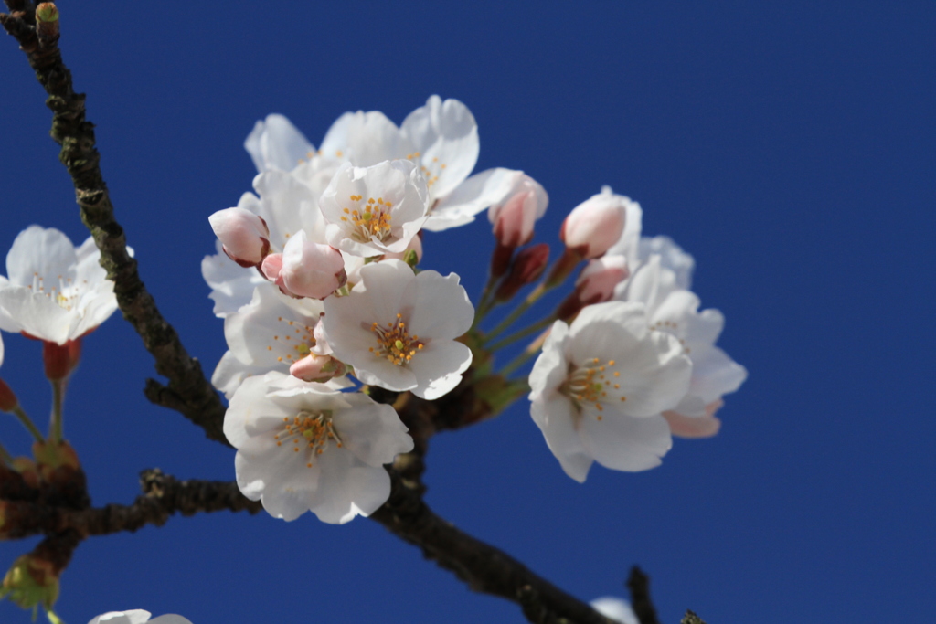 桜