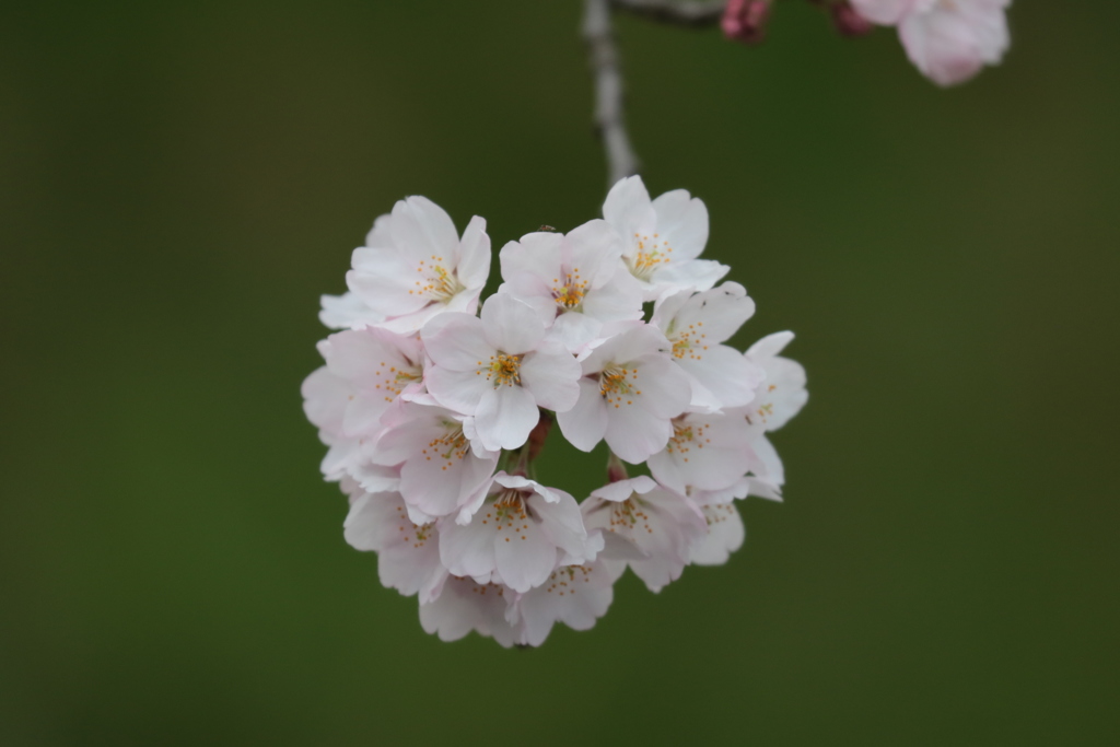 桜