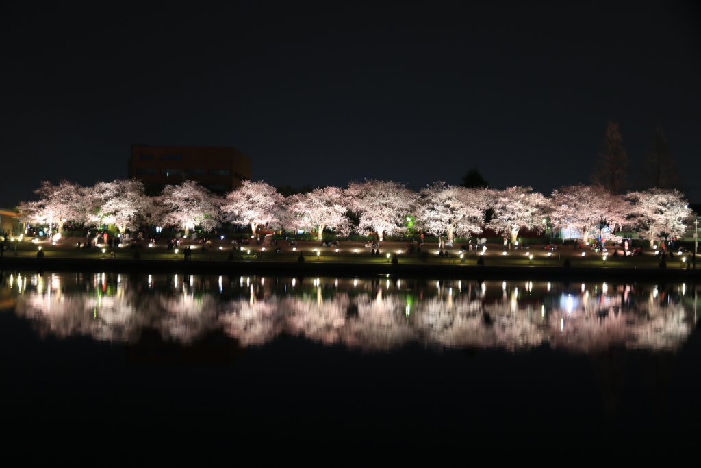 夜桜並木