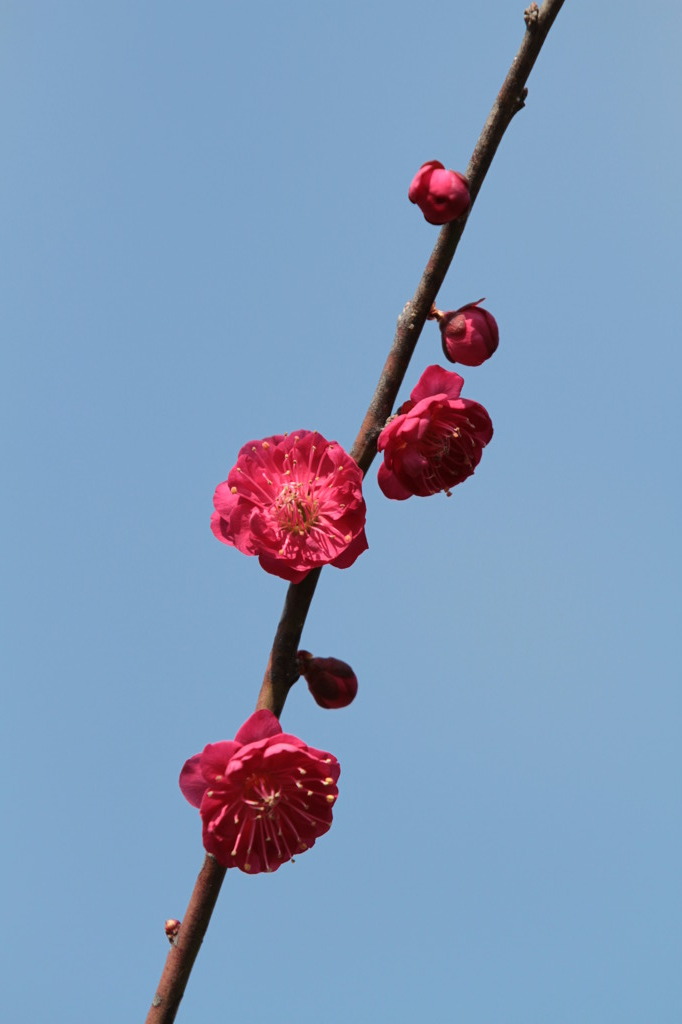 紅梅