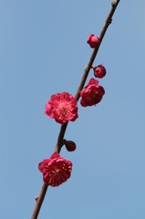 紅梅