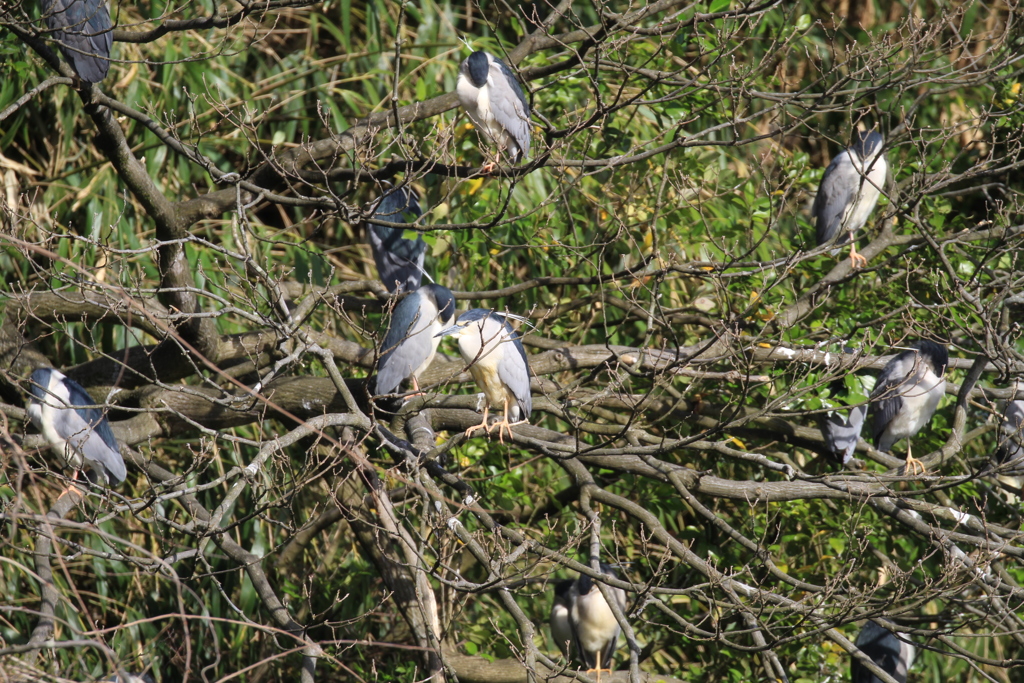 鳥の生る木