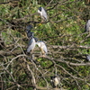 鳥の生る木