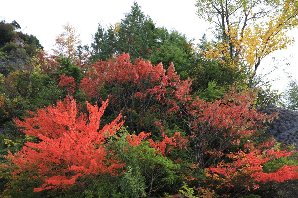 紅葉