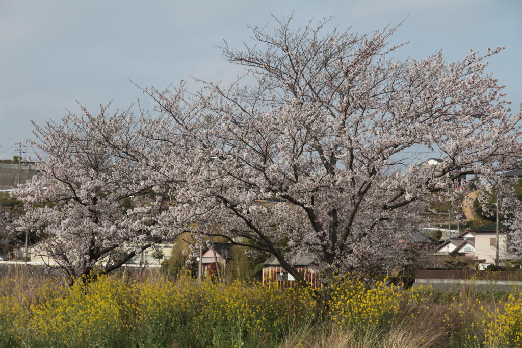 菜の花と桜