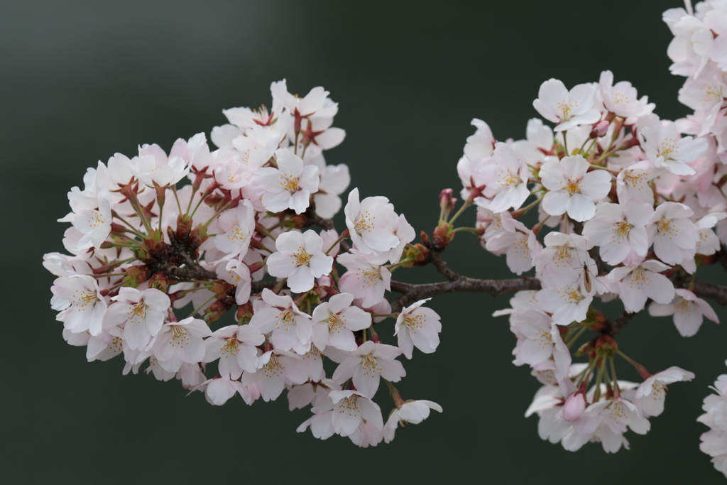 桜塊