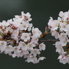桜塊